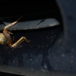 Photo by David Backer