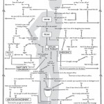 Enterology The Flowchart