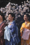 Cherry Blossoms and Kimonos: The Makioka Sisters