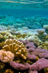 Diving into the Shallows