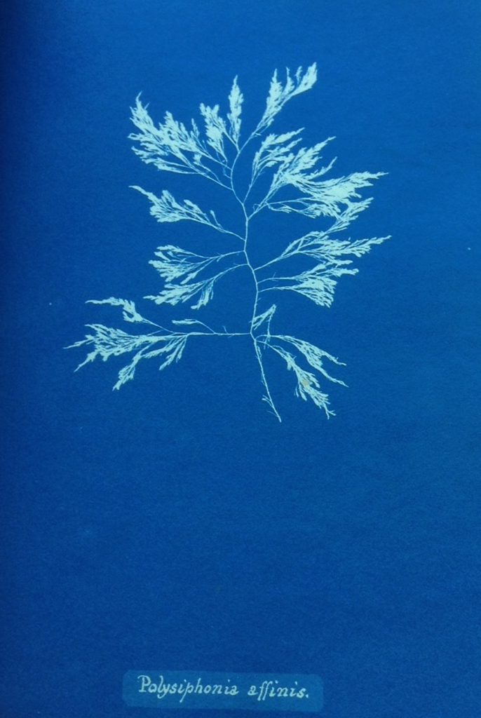 Polysiphonia Affinis by Anna Atkins