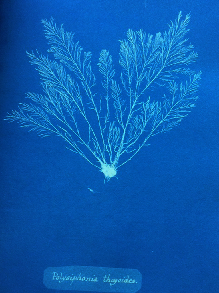 Polysiphonia Thyoides from Anna Atkins' Photographs of British Algae: Cyanotype Impressions