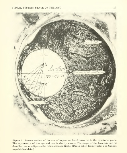 Section of the lemon shark’s eye, Gruber, 1978