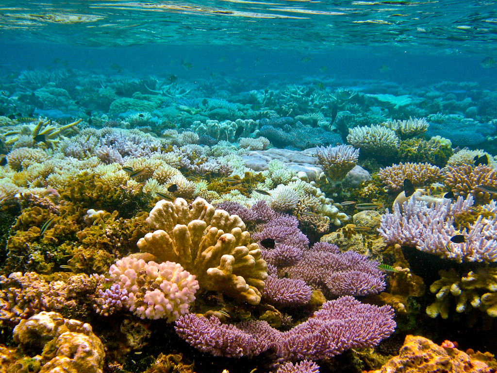 Coral life. Коралловый риф сбоку. Чеджу коралловые рифы. Атлантический океан коралловый риф. Коралловые рифы в Вест Индии.